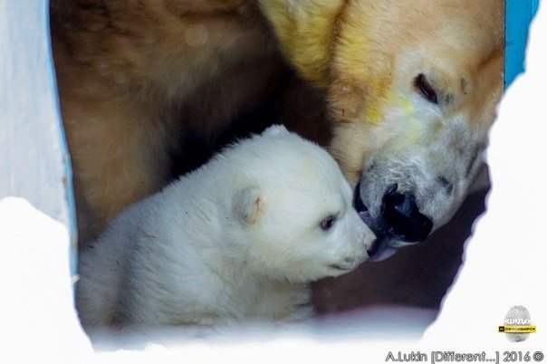 Белый медвежонок показался гостям зоопарка
